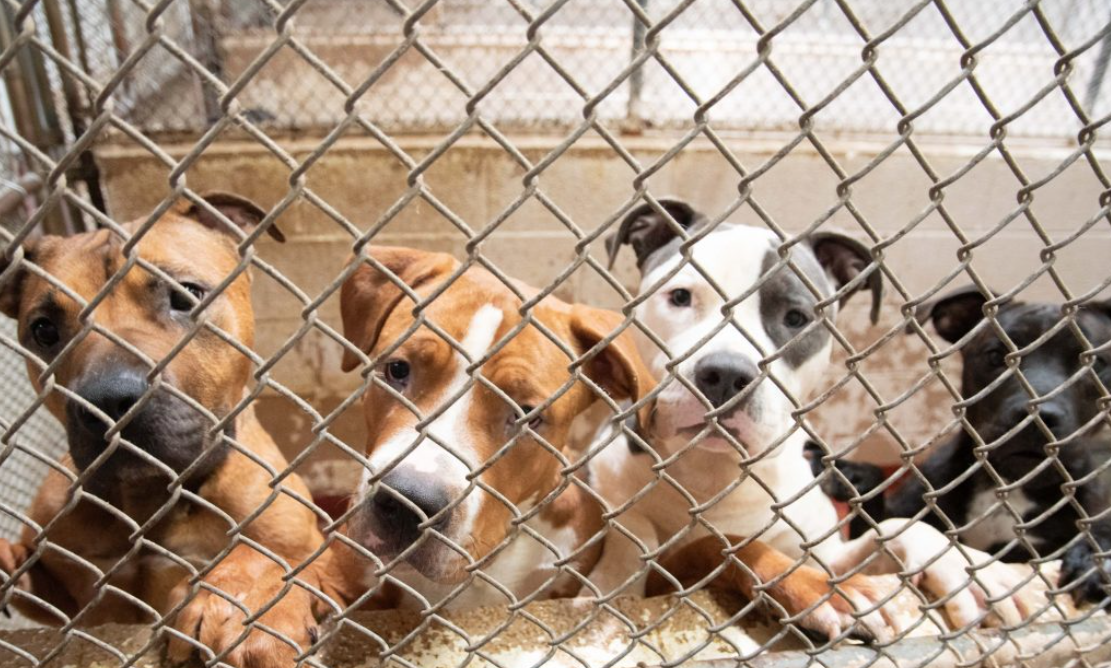 How Crypto Changes Pet Industry